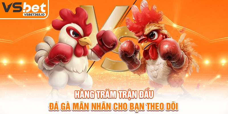 Hàng trăm trận đấu đá gà mãn nhãn cho bạn theo dõi